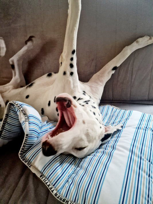 💚 Wendre annetus Eesti Loomakaitse Liidule